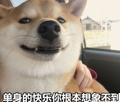 七夕柴犬单身狗表情包大全