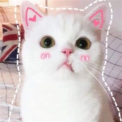 卡哇伊的可爱小猫卡通头像