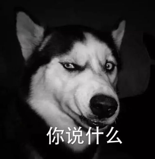 趣柴犬来了,二哈地位不保
