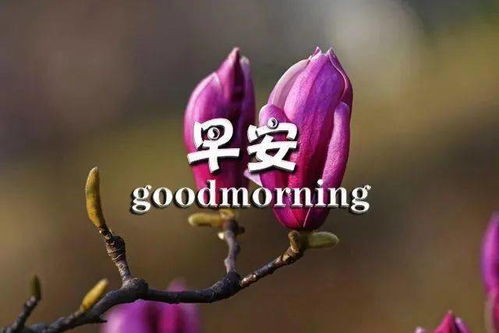 九月份微信特别漂亮的早上好动态图片表情,早安温馨表情精选