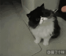 爆笑动态图天啦撸,我竟然被猫调戏了第1368期