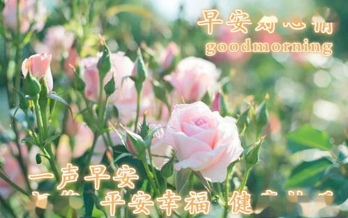 微信群发早上好问候祝福语录句子大全秋天早安问候图片带字表情动态