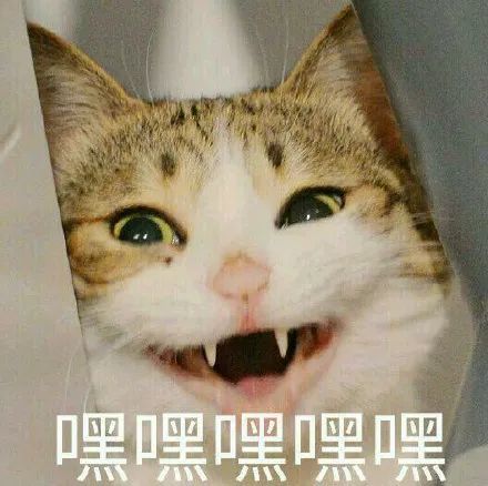 猫咪表情包搞笑李焕英
