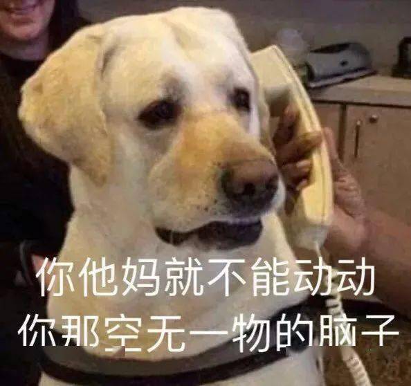 汪星人表情包第14期就算没有很可爱,但永远都会很沙雕