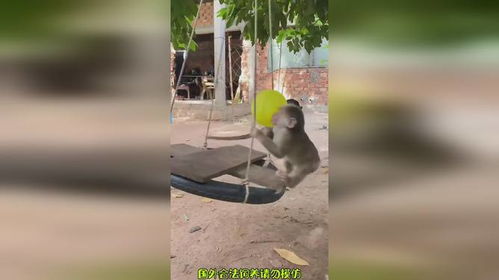两个调皮的小猴子猴子搞笑
