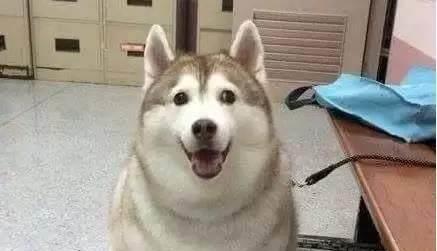 狗狗变肥胖后长什么样子雪橇三傻和泰迪我都不忍看了