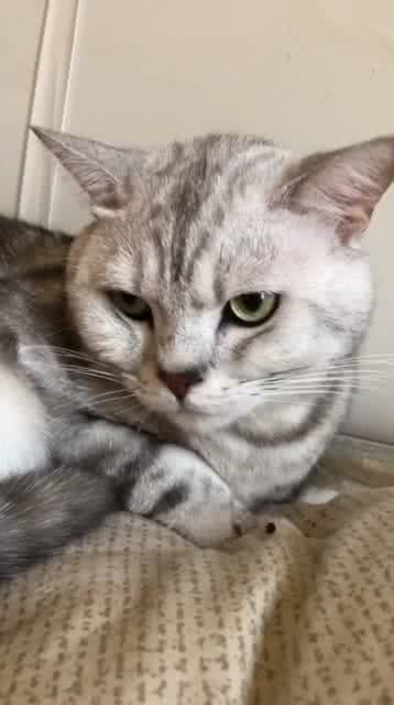 小猫咪今天的表情很严肃啊