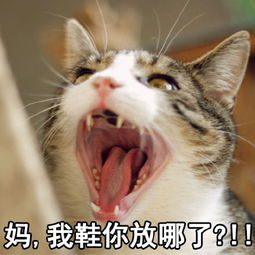 我和老妈的日常表情包