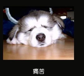 宠物囧图搞笑的宠物表情大全
