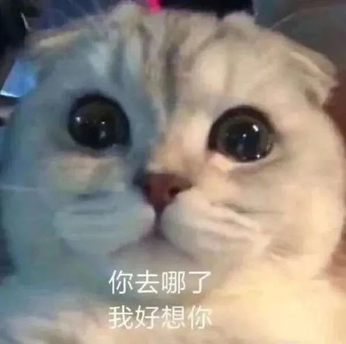 表情包丨表情包大全搞笑动图沙雕