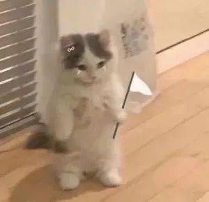 打疫苗让猫咪帮忙排队什么人啊