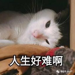 可爱猫咪表情包搞笑文字头像