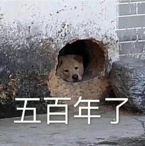 e句话看天下大熊猫也会反向投喂饲养员,萌融化了