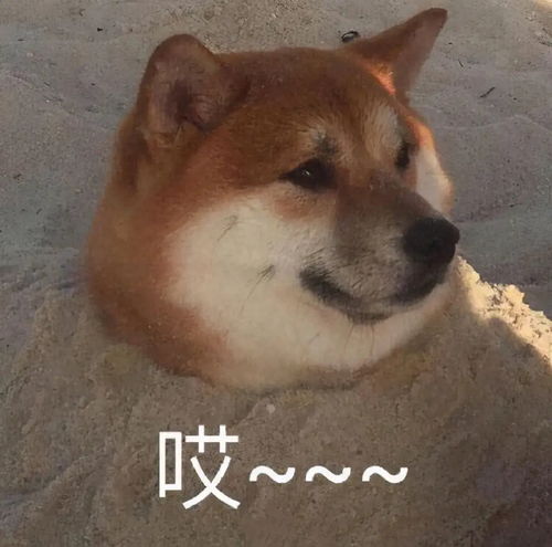 郑爽回家邻居嫌弃遭圈内人抵制,身材暴瘦,她一手好牌打稀烂