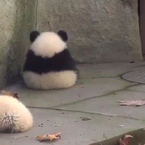 毛绒绒团子头像,国宝熊猫的背影,不知道俘获了多少人的心
