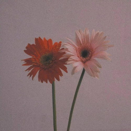 是有型背景图吖