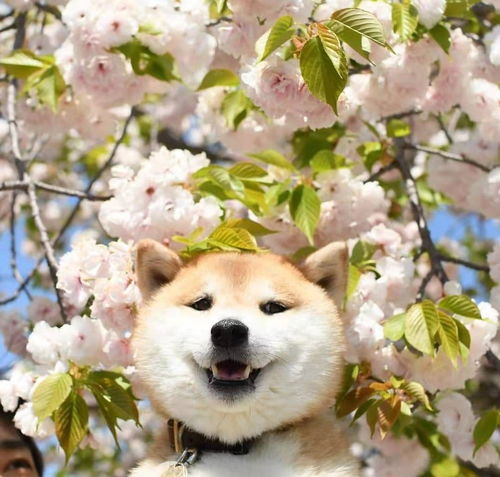 养柴犬的家里适合再养第二只吗
