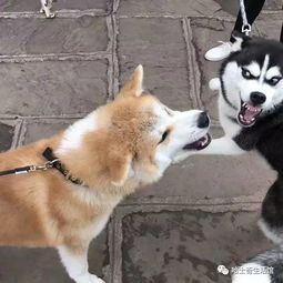 哈士奇跟柴犬怼上了,看着这两货的表情能笑一整天