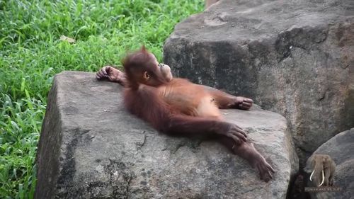可爱的红毛小猩猩,一举一动都非常的有趣可爱,真是讨人喜欢