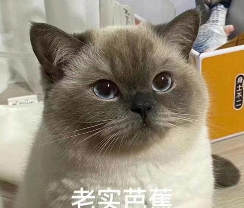 笑话十条老婆最近考驾照,家里没车给她练
