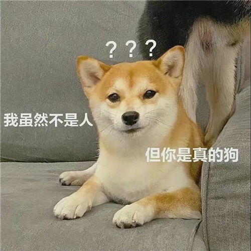 原来养狗的好处这么多,难怪连钟南山院士都推荐