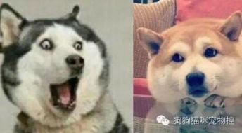 哈士奇大战柴犬,表情包之王你支持谁