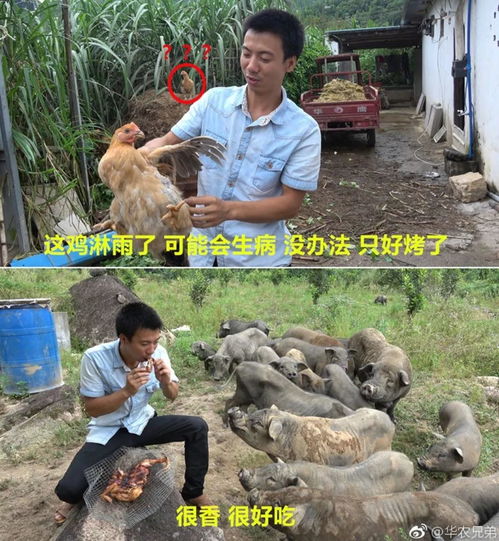 古风美食网红李子柒卖的食物被吐槽难吃到翻白眼了