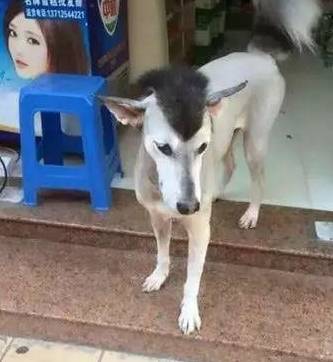 刚做完美容的哈士奇表示我一点也不开心