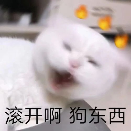 搞笑gif第一次见相亲的妹子,这是什么意思啊