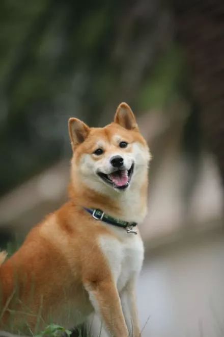 搞笑打招呼表情包柴犬