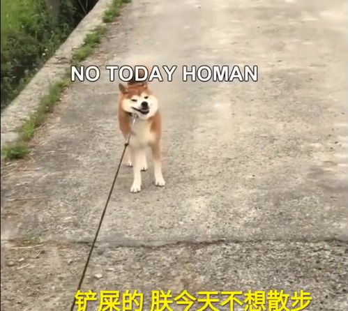 蠢萌柴犬户外散步,惊现魔性表情,让主人哭笑不得