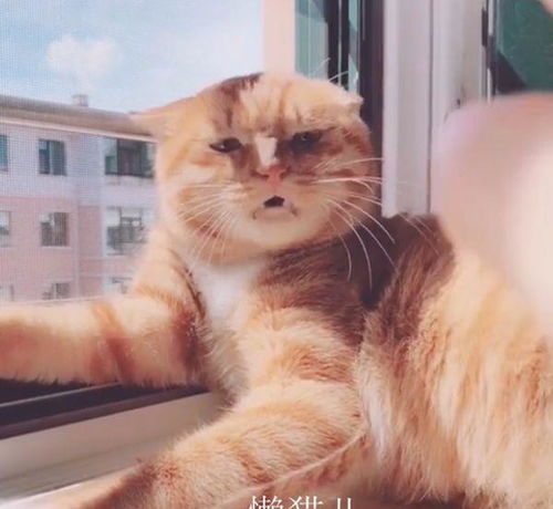 主人想拍橘猫的脑袋玩,看到它的表情后,怂了
