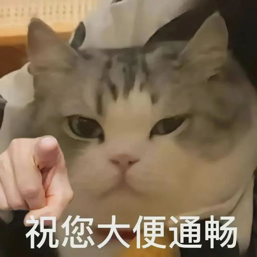 搞笑表情包头像备备