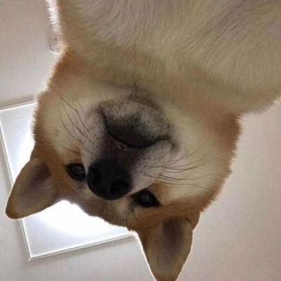可爱搞怪的狗狗头像图片