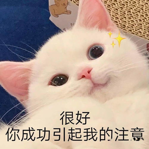 网红猫咪小奶猫蛋崽表情包二
