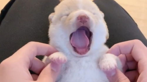 柴犬宝宝真好玩,镜头一转狗妈妈的表情操碎了心,我快要感动了