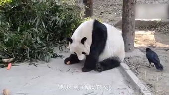 平安爱说笑话的个人频道