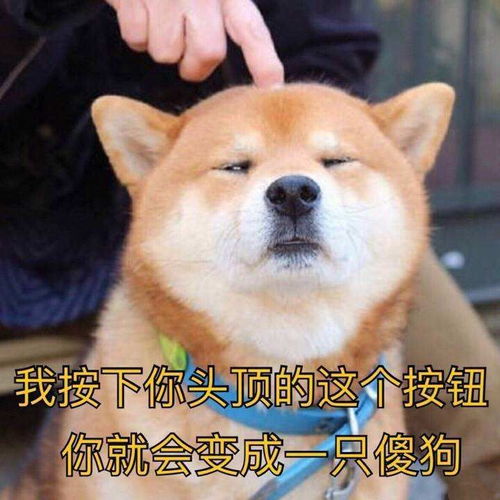 有哪些沙雕又可爱的动物表情包