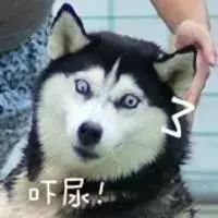 哈士奇险命丧烈性犬嘴下,用奇招捡回一条命