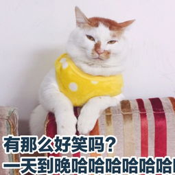 猫咪表情包猫咪微信表情包猫咪qq表情包发表情fabiaoqing.com