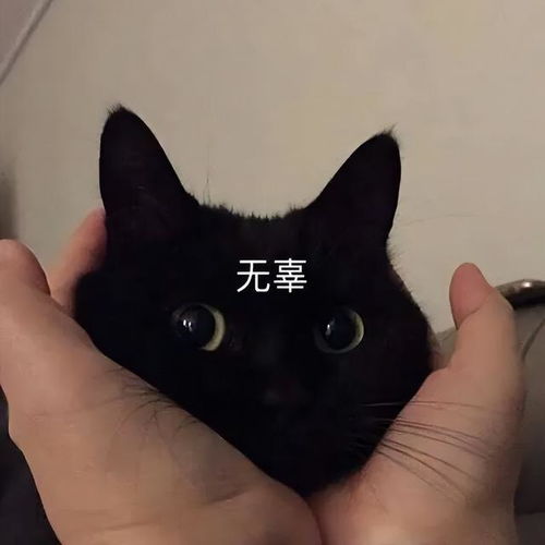 搞笑猫猫表情包第八弹