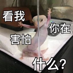 当代精致女孩的日常,可以说是非常形象了
