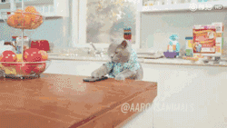 你有没有发现最近猫的表情包贼多