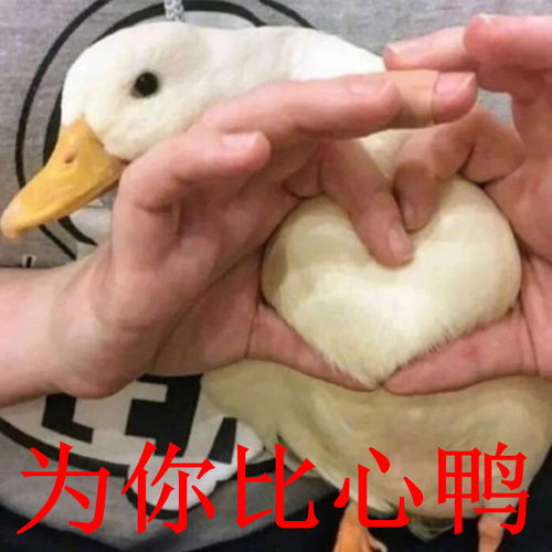 比心搞笑表情包鸭子