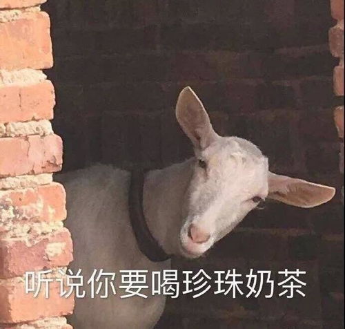 真猪奶茶真好喝