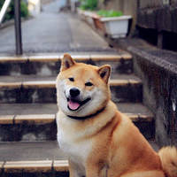 柴犬qq头像图片大全
