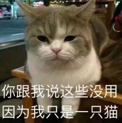 搞笑gif趣图大学时宿舍一姐妹吃减肥餐,有一餐的食谱上要求吃一片肉