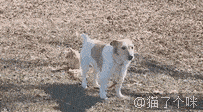 爆笑动态图你信么这张图我能看一天第1344期