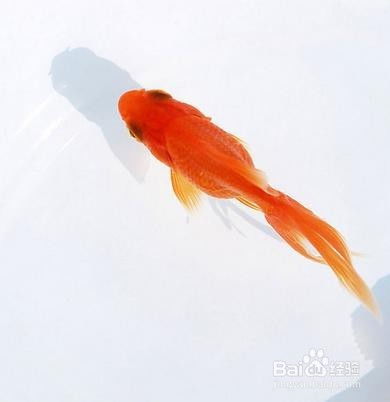 养金鱼的注意事项