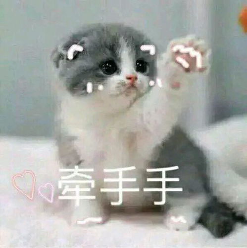 可爱的猫咪表情包表情包吧百度贴吧超可爱猫咪表情包